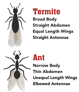 Is It an Ant or a Termite? | Thompson Bros Exterminating